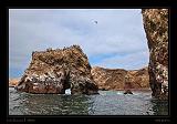 Ballestas Islands 010